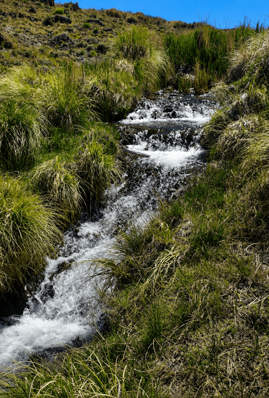 Vertiente de agua de manantial en el Establecimiento La Victoria