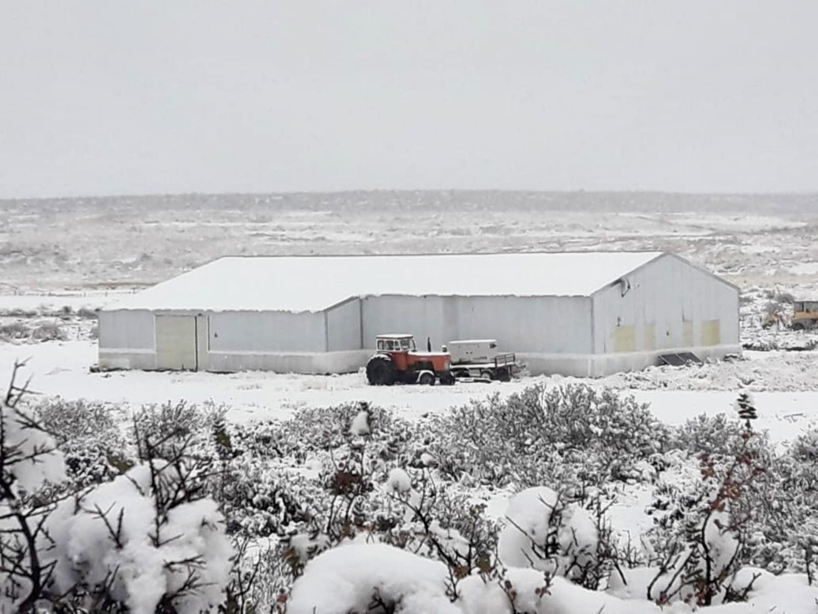 La planta Talise nevada en invierno